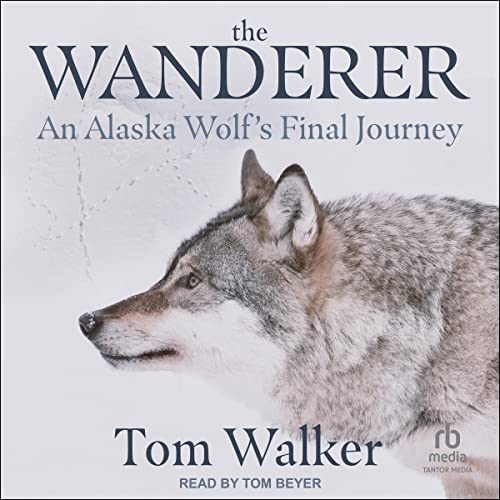 The-Wanderer-An-Alaska-Wolfs-Final-Journey
